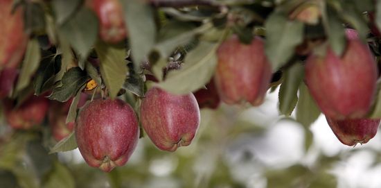 APPLESJeffTGreen:Getty