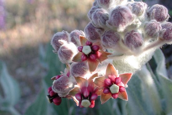 Asclepias_sp._flowers_(Marshal_Hedin)