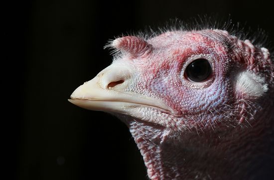 TurkeyJustinSullivanGetty TurkeyJustinSullivanGetty