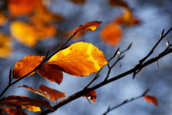 3019854047_495d044e1d_b