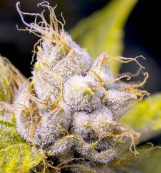 Kush-trichome-closeup