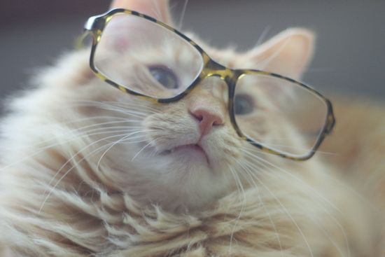 Cat_In_Glasses