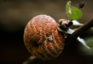 ROTTENAPPLEJoeKlamar:Getty