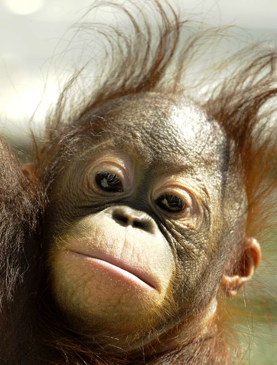 GT_BABY-ORANGUTAN-041411