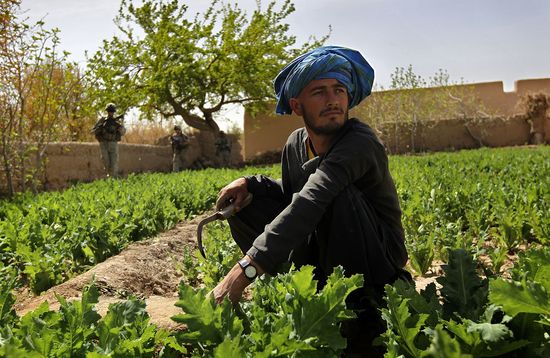 GT_POPPY_FARMER_110419