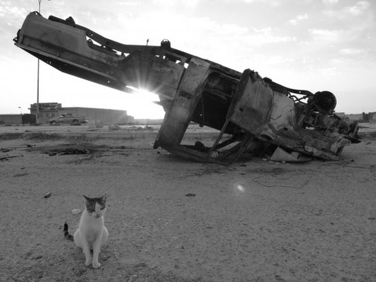 Cat_libya