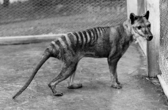 Thylacine Thylacine