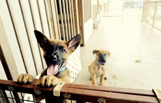 War_Dogs_Pup_Air_Force