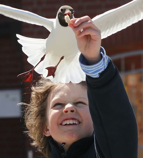 GT_SEAGULL-BOY-FACES_110503