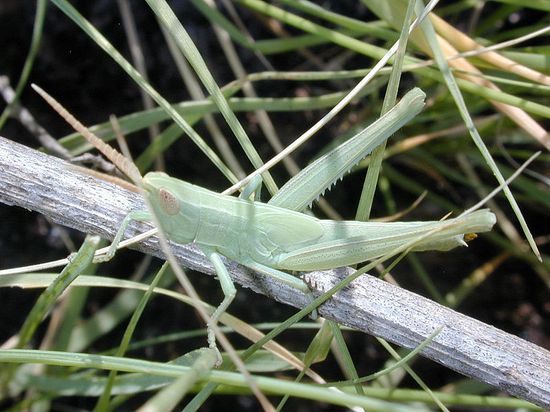 800px-Grasshopper_(27) 800px-Grasshopper_(27)