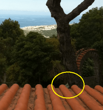 VFYW 6-4-2011 rabbit