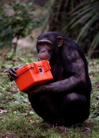 GT_CHIMPANZEE_110809