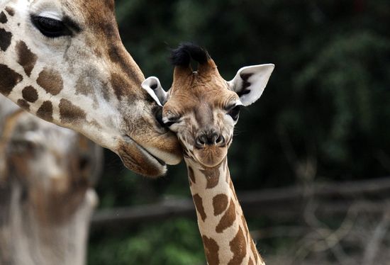 GT_BABY-GIRAFFE-110812