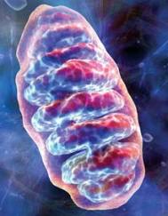 Mitochondrion_x220
