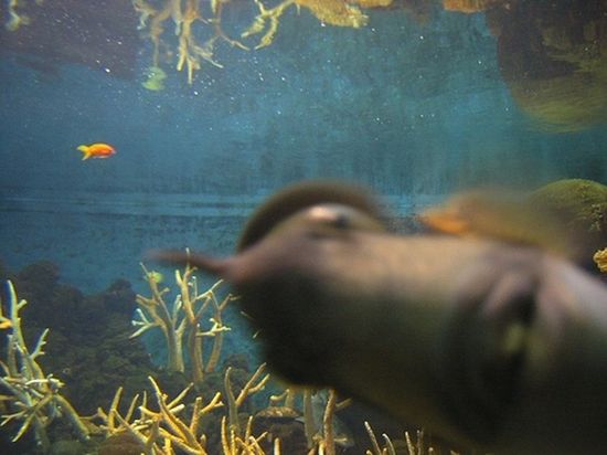 Photobombing-fish-14811-1313078262-7