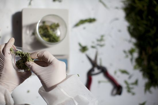 GT_ISRAELMARIJUANA_110819