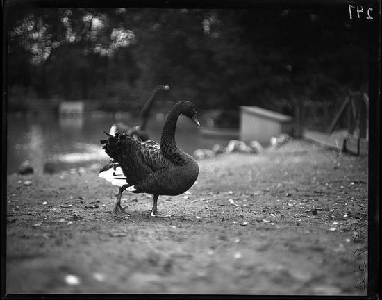 Flickr black swan