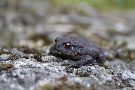 Common toad flickr