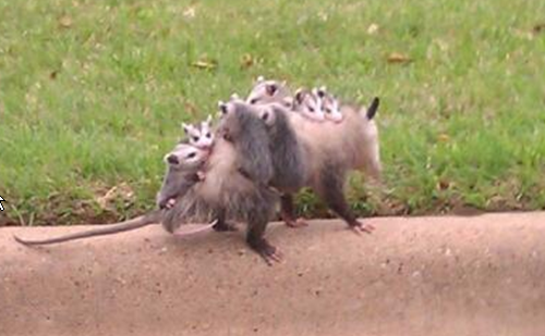 The Giant Gambian Rats Of Hurricane Irene – The Dish
