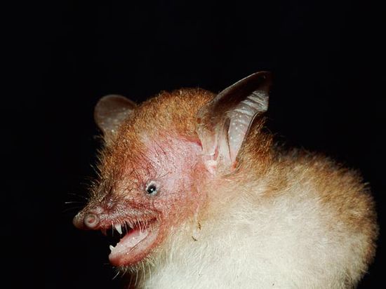 Tubenosedbat