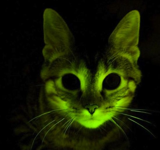 Glowing-cat