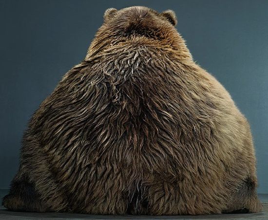 BearPortraits4 BearPortraits4