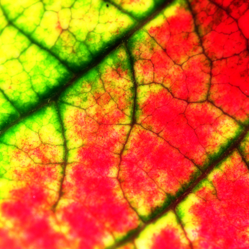 2183128094_b5b1783588_o