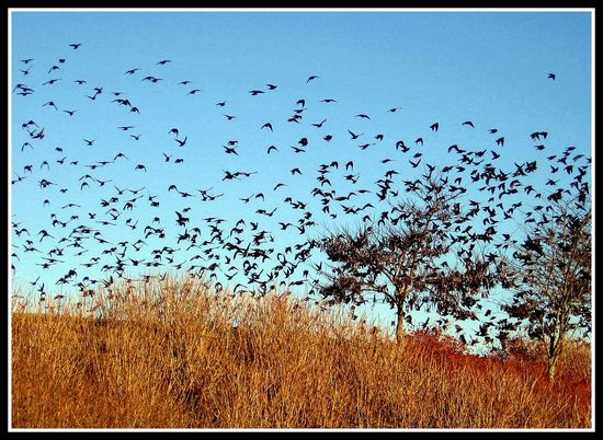 1216783552_0e60f393cf_b