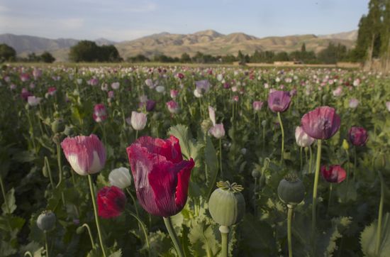 GT_POPPYFIELDS_111013