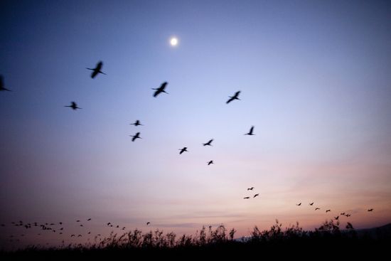 GT_BIRDSISRAEL_111201 GT_BIRDSISRAEL_111201