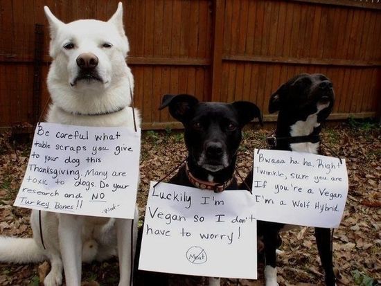 Turkeydogs Turkeydogs