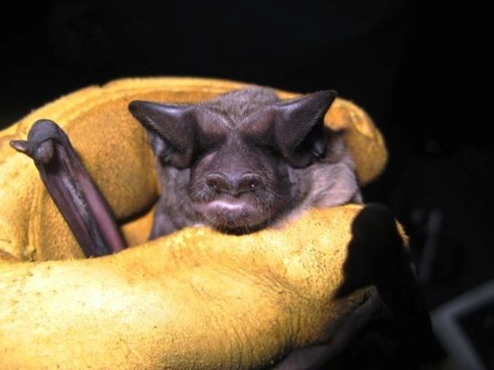 Bonneted_bat (1)