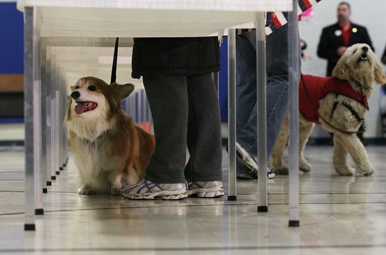 GT_DOGS-BOOTH_120110