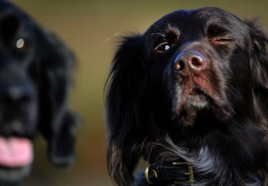 GT_FACE-SETTER_120125