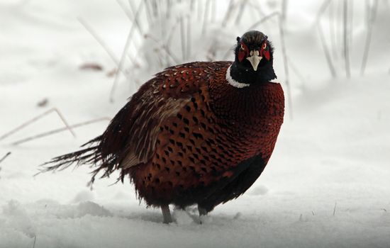 GT_FACE-PHEASANT_120130