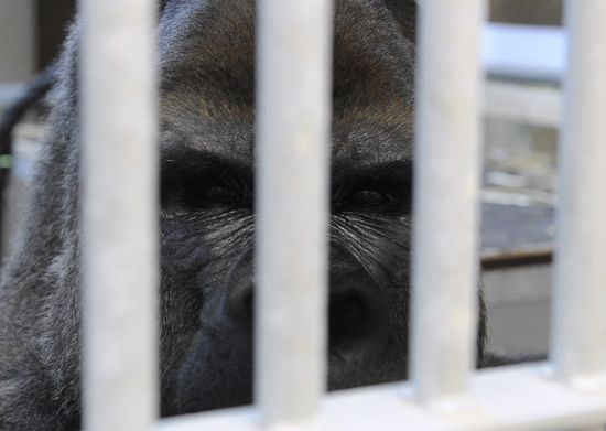 GT_FACE-GORILLA_120221