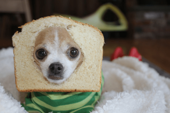 Breaded_Dog