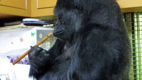 Kokorecorder-gorilla_wide