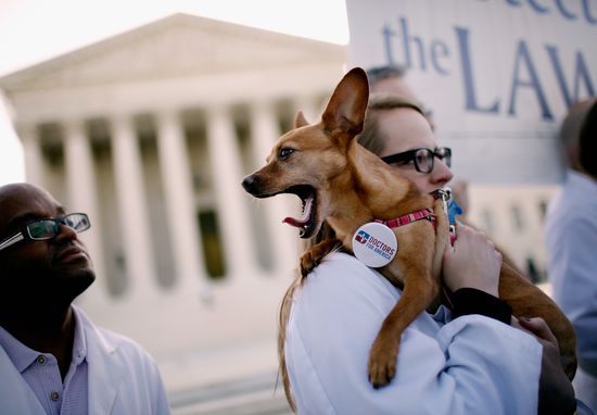 GT_FACE-DOG-YAWN_120326 GT_FACE-DOG-YAWN_120326