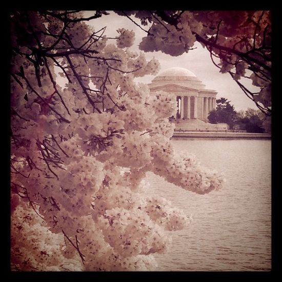 Cherryblossoms
