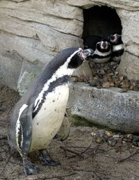 GT_GAYPENGUINS_120306 GT_GAYPENGUINS_120306