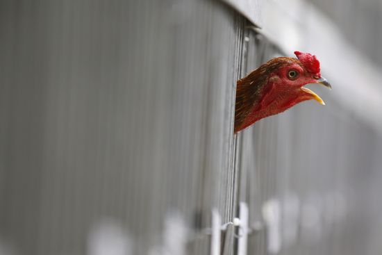 GT_FACE-ROOSTER_120404