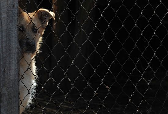 GT_FACE-STRAY_120411