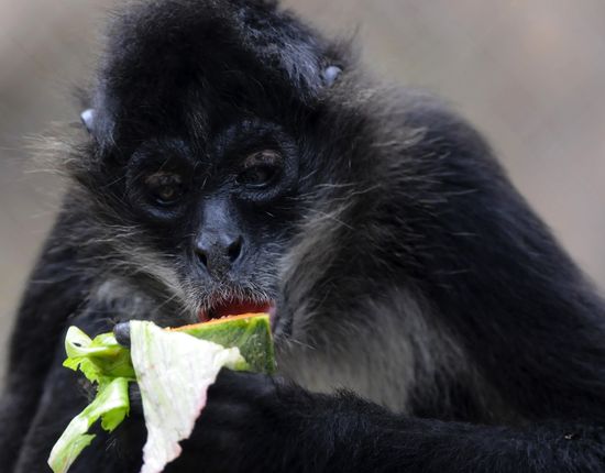 GT_FACE-SPIDER-MONKEY_120418 GT_FACE-SPIDER-MONKEY_120418
