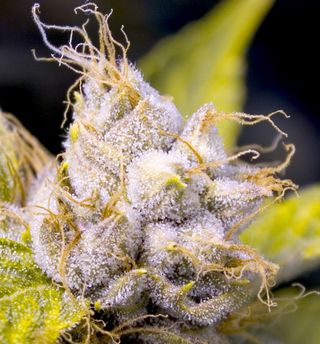 Kush-trichome-closeup