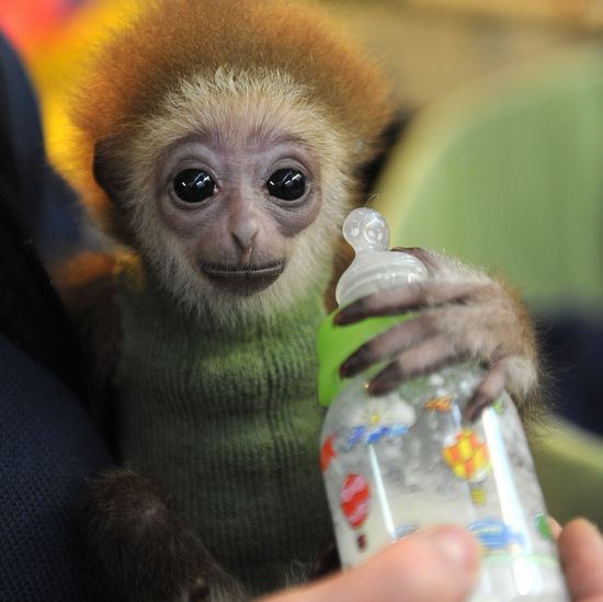 GT_FACE-GIBBON_120412