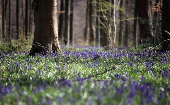 Bluebells