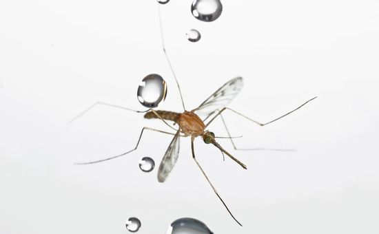 Mosquito_rain