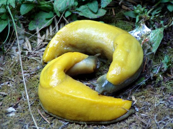 Two_Banana_Slugs