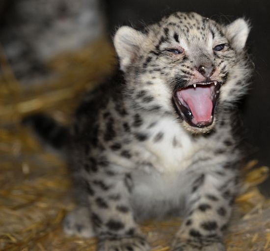 GT_SNOW-LEOPARD_120605